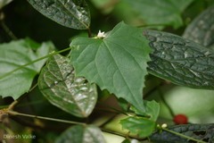 Zehneria maysorensis